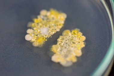     硫氧還蛋白氧化還原酶（TrxR）代測(cè)檢測(cè)測(cè)定服務(wù)